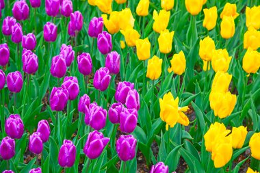 Taze çiçek açan laleler