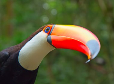 Vahşi doğada renkli tukan