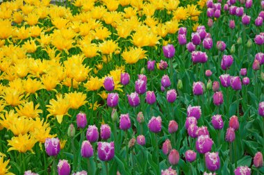 Taze çiçek açan laleler