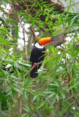 Vahşi doğada renkli tukan