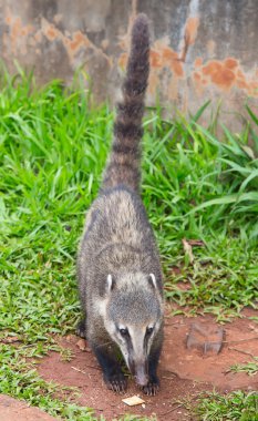 Coati (Nasua nasua)