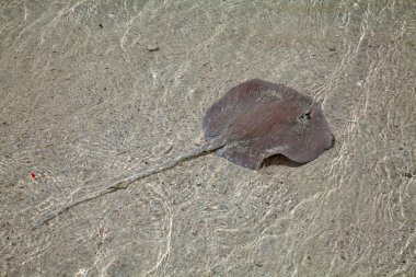Stingray sığ suda