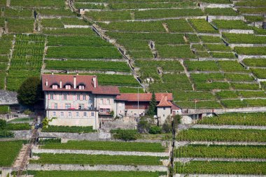 lavaux bölgedeki üzüm bağları