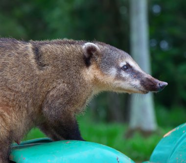 Coati (Nasua nasua)