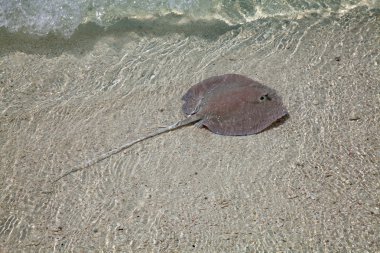 Stingray sığ suda