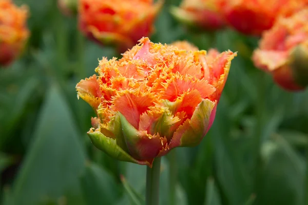 Fresh blooming tulips — Stock Photo, Image