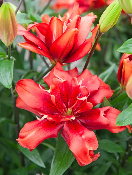 Blossoming lilies in the garden — Stock Photo, Image