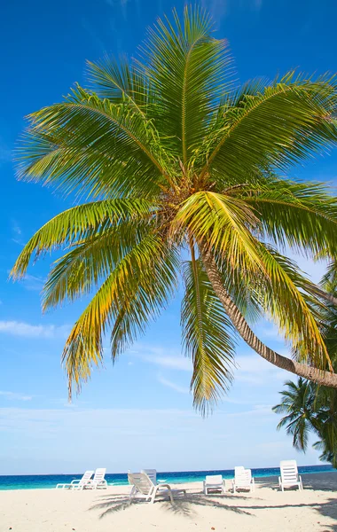 Malediven-Insel in den Tropen. — Stockfoto