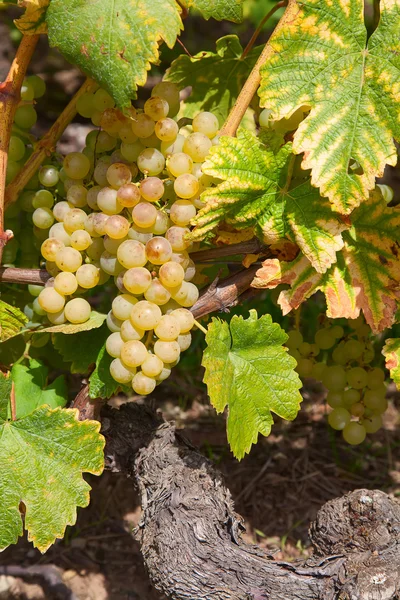 Vignobles de la région Lavaux — Photo