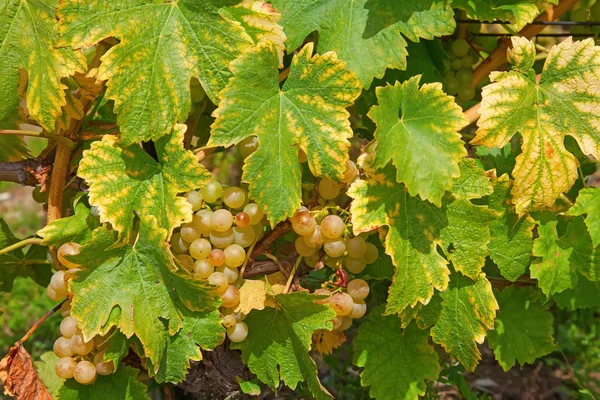 Wijngaarden van het lavaux-gebied — Stockfoto