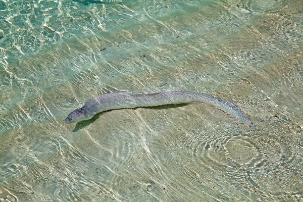 Moray anguila en aguas poco profundas —  Fotos de Stock