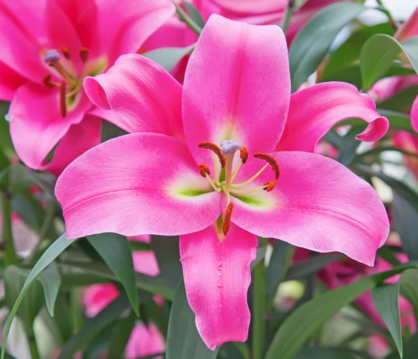 Blossoming lilies in the garden — Stock Photo, Image