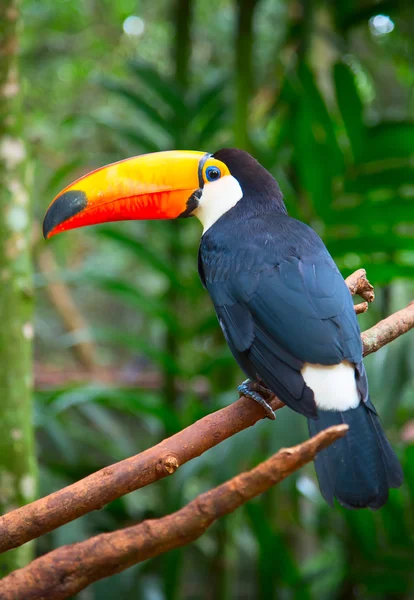 Tucano colorido na natureza — Fotografia de Stock