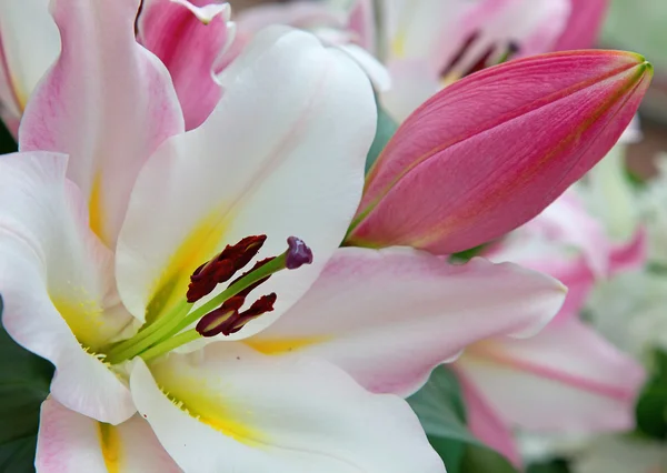 Blossoming lilies in the garden — Stock Photo, Image