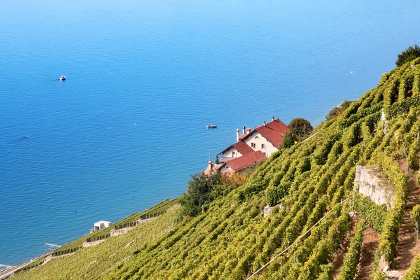 Vinhas da região de Lavaux — Fotografia de Stock