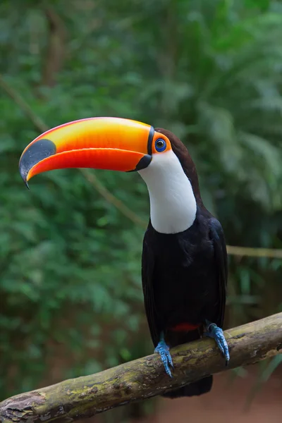 Tucano colorido na natureza — Fotografia de Stock