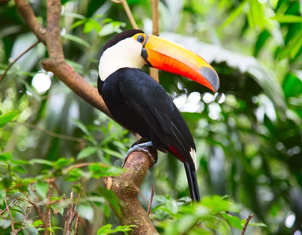 Colorful tucan in the wild — Stock Photo, Image