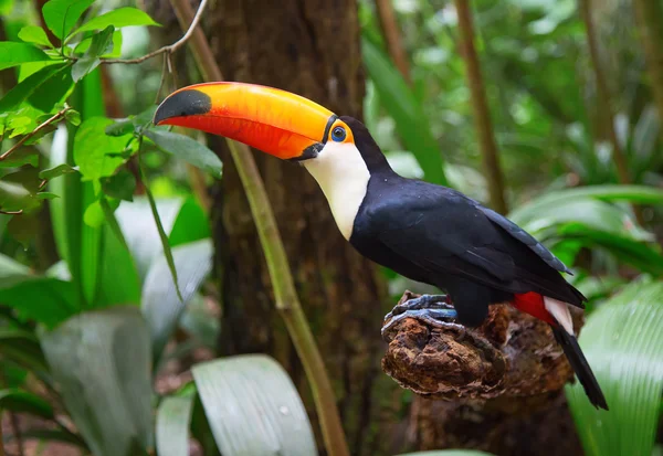 Farbenfroher Tucan in freier Wildbahn — Stockfoto