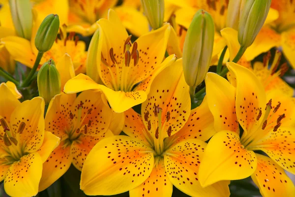 Blossoming lilies in the garden — Stock Photo, Image