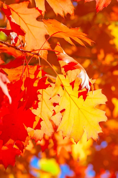 Folhas de carvalho coloridas — Fotografia de Stock