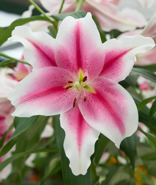 Blossoming lilies in the garden — Stock Photo, Image