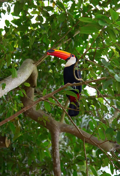 Tucán colorido en la naturaleza — Foto de Stock