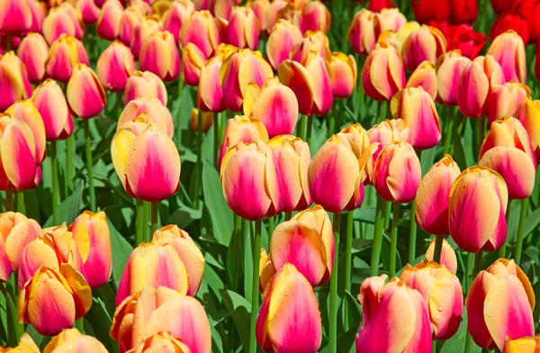 Tulipani freschi in fiore — Foto Stock