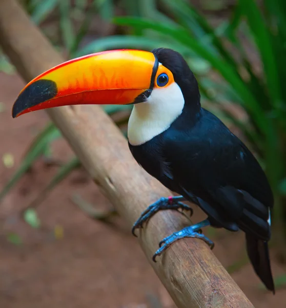 Colorful tucan in the wild — Stock Photo, Image