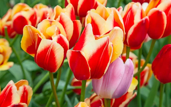 Tulipes fraîches en fleurs — Photo