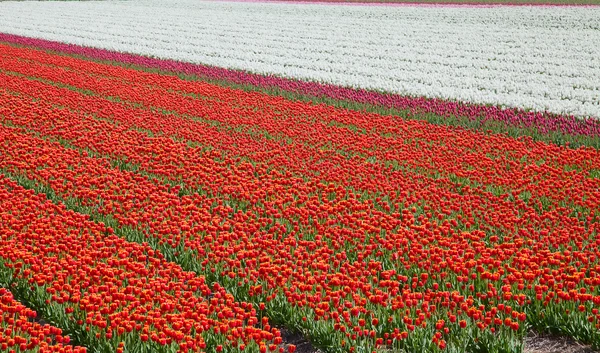 Tulipani freschi in fiore — Foto Stock