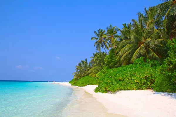 Maldivian island  in tropics. — Stock Photo, Image