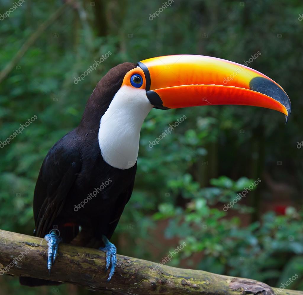TÉLÉCHARGER 1 TUCAN 1 TUCAN TÉLÉCHARGER