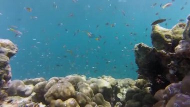 Mercan resifinin parlak yaşamı