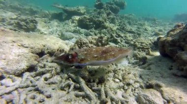 Mercan üzerinde mürekkep balığı