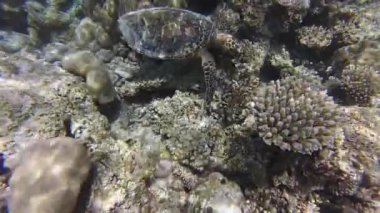 Yeşil kaplumbağa, Hint okyanusu, Maldivler adaları. 