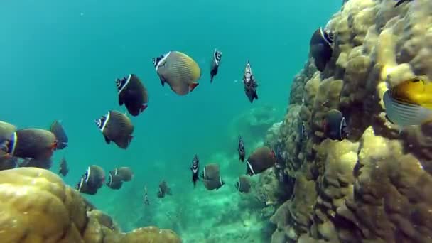 Vida Brilhante Recife Coral — Vídeo de Stock