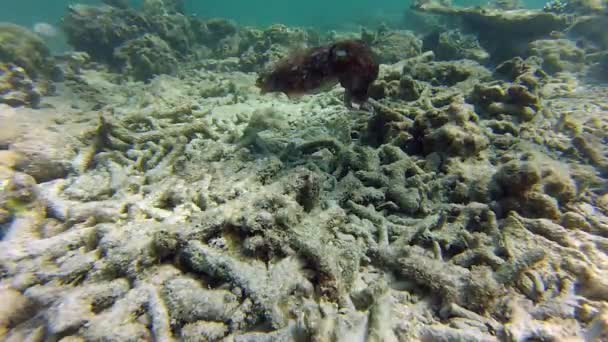 Cortador Peces Sobre Cuerpo Coral — Vídeo de stock