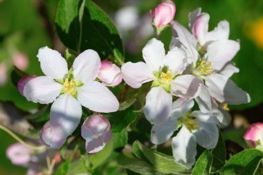 Baharda çiçek açan elma bahçesi