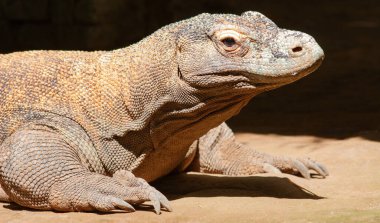 Ünlü Komodo ejderhası. Dünyanın en büyük kertenkelesi.