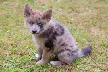Sevimli mavi gözlü Pomsky yavrusu. Pomsky, Sibirya Husky ve Pomeranya 'nın karışımı yapay bir türdür.