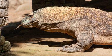 Ünlü Komodo ejderhası. Dünyanın en büyük kertenkelesi.