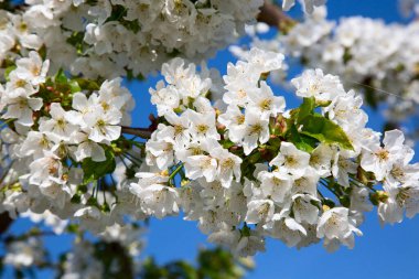 Baharda çiçek açan elma bahçesi