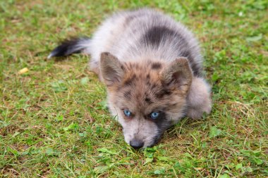 Beyaz arkaplanda ortaçağ sikkelerinin koleksiyonu
