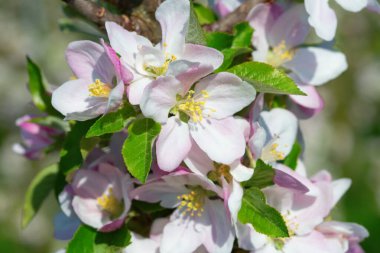 Baharda çiçek açan elma bahçesi
