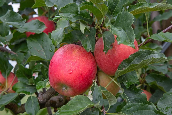 Maçã Jardim Cheio Maçãs Vermelhas Rasgadas — Fotografia de Stock