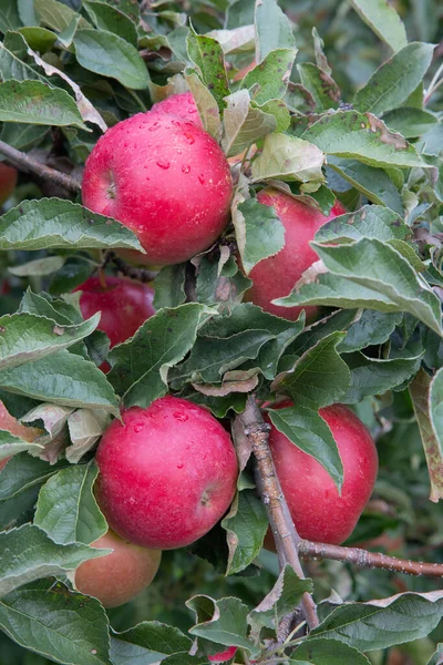 Almakert Tele Van Szakadt Vörös Almákkal — Stock Fotó