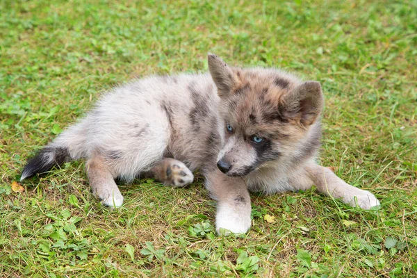 아름다운 강아지 강아지 스키는 시베리아 허스키와 포메라니안이 품종이다 — 스톡 사진