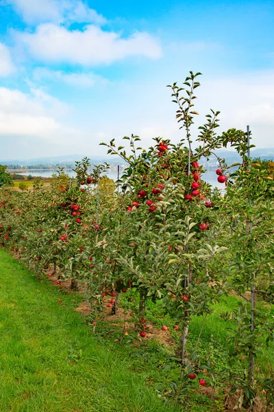 Apple Garden Full Riped Red Apples — Stock Photo, Image