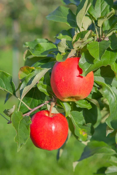 Apple Garden Full Riped Red Apples — Stock Photo, Image