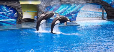 ORLANDO, FLORIDA, ABD - 1 Aralık 2019: ABD 'nin Orlando kentindeki SeaWorld Park' taki son One Ocean gösterilerinden birini izleyen kimliği belirsiz kişiler. Janyary 2020 'den bu yana program eğitim programıyla değiştirildi..